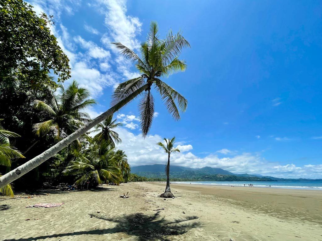 A palm tree leaning over the beach in Uvita, Costa Rica
